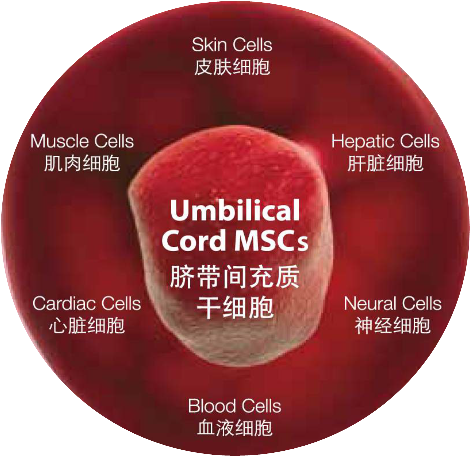 Mesenchymal Stem Cells
